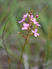 Stylidium lineare