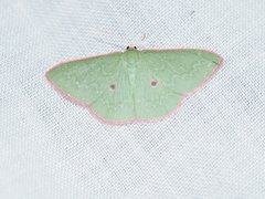 Chlorocoma cadmaria