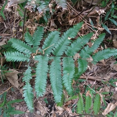 Pteris linearis