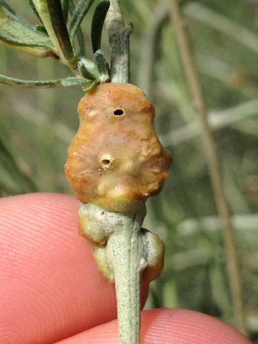 Rhopalomyia glutinosa