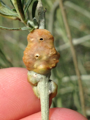 Rhopalomyia glutinosa