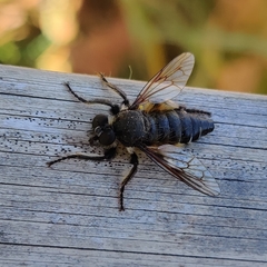 Cyrtopogonini