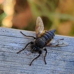 Cyrtopogonini