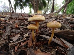 Agrocybe pediades
