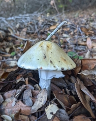 Amanita phalloides