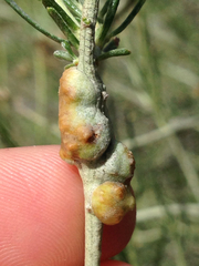 Rhopalomyia glutinosa