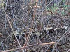 Amanita phalloides