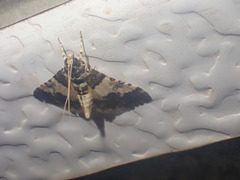 Nacoleia mesochlora