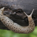 Conemenos' Slug - Photo (c) gentoo, some rights reserved (CC BY-NC)