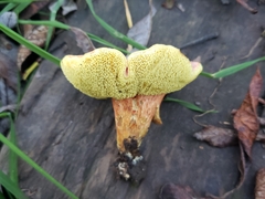 Hortiboletus coccyginus
