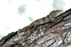 Pseudocalotes microlepis