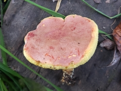 Hortiboletus coccyginus