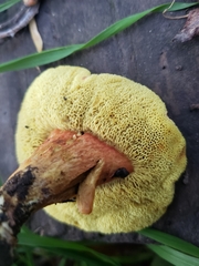 Hortiboletus coccyginus