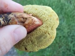 Hortiboletus coccyginus