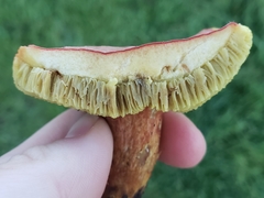 Hortiboletus coccyginus