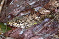 Pseudocalotes microlepis