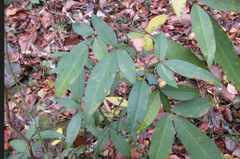 Zanthoxylum armatum
