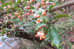 Euonymus