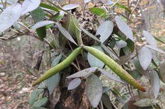 Trachelospermum asiaticum