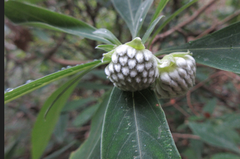 Edgeworthia chrysantha