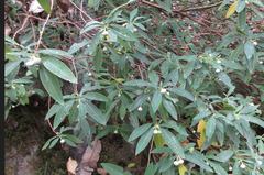 Edgeworthia chrysantha