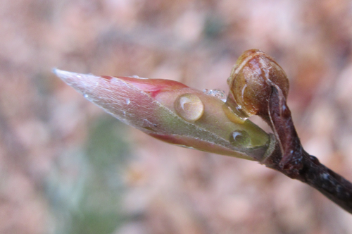 Lindera sericea iNat (2)