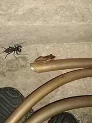 Polypedates leucomystax