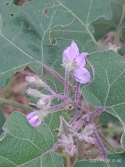 Solanum violaceum