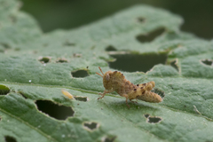 Ecphantus quadrilobus