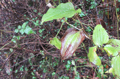 Smilax riparia