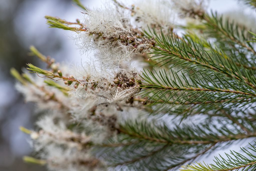 Tea tree