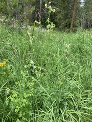 Thalictrum sparsiflorum