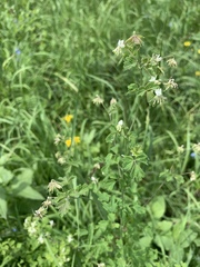 Thalictrum sparsiflorum