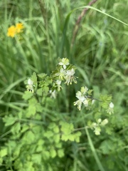 Thalictrum sparsiflorum