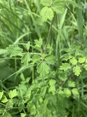 Thalictrum sparsiflorum