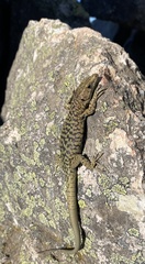 Archaeolacerta bedriagae