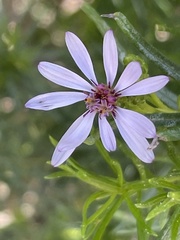 Olearia glutinosa