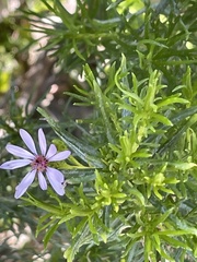 Olearia glutinosa