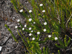 Phylica debilis