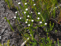 Phylica debilis