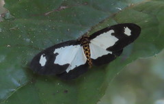 Abraxas expectata
