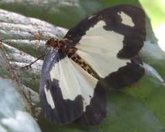 Abraxas expectata