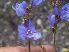 Aristea racemosa