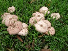 Agaricus