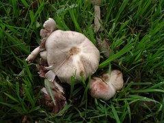 Agaricus