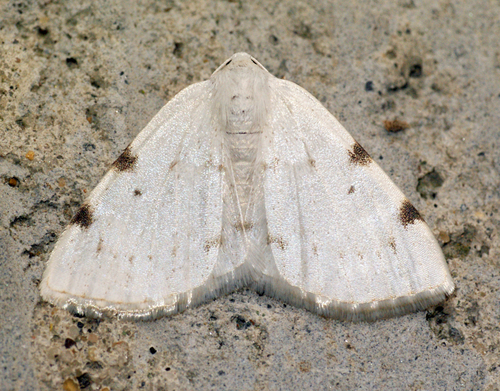 White-pinion Spotted