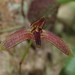 Bulbophyllum johnsonii - Photo (c) Christina Suttner,  זכויות יוצרים חלקיות (CC BY-NC), הועלה על ידי Christina Suttner