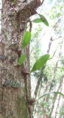 Bulbophyllum johnsonii