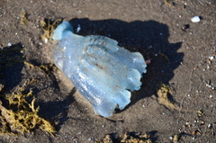 Catostylus