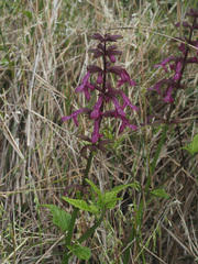 Stachys thunbergii